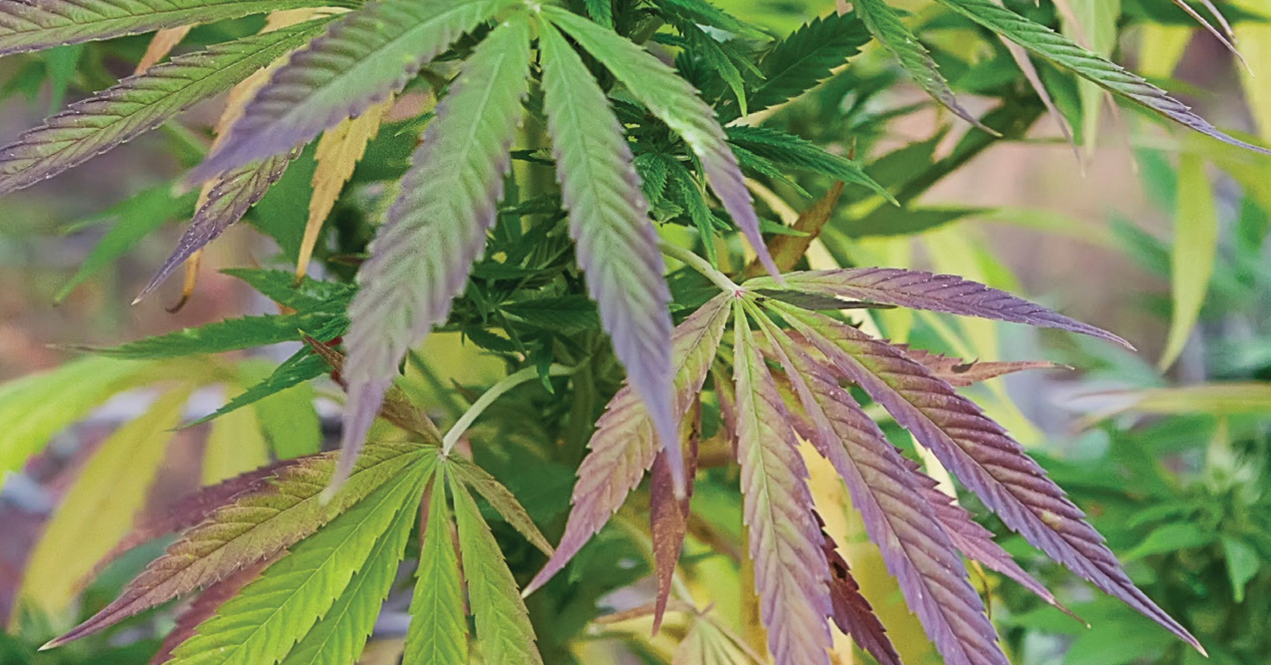 Marijuana Leaves on Plant